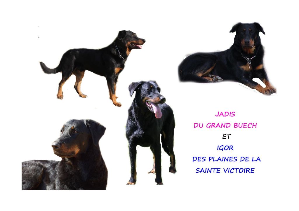 Du Grand Buech - GESTATION CONFIRMEE POUR JADIS 