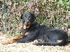  - BEAUCERON AU TROUPEAU LE GAILLARD DU GRAND BUECH 