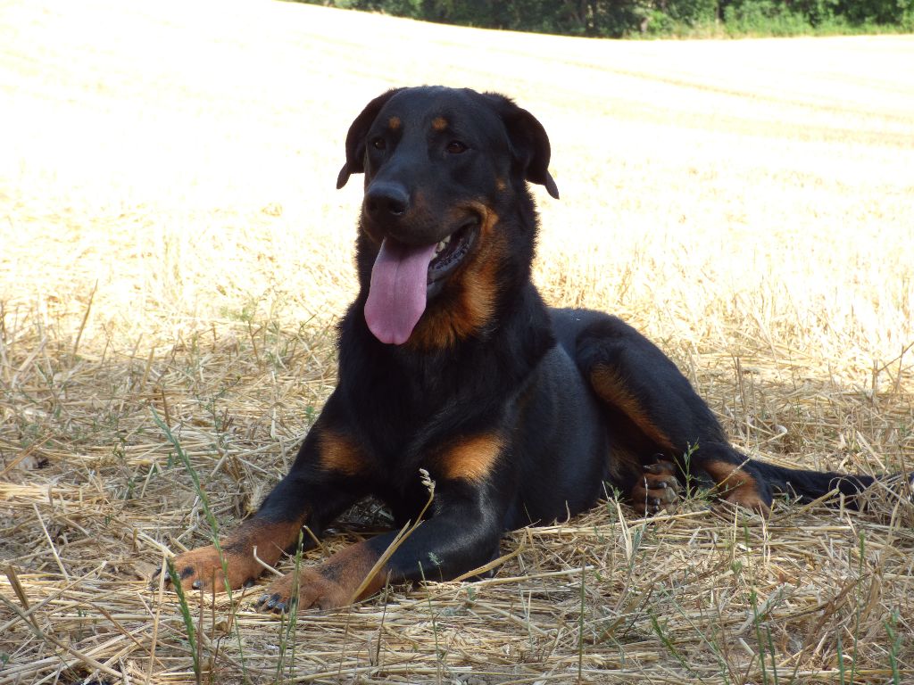 Du Grand Buech - GAILLARD DU GRAND BUECH EN BERGERIE 