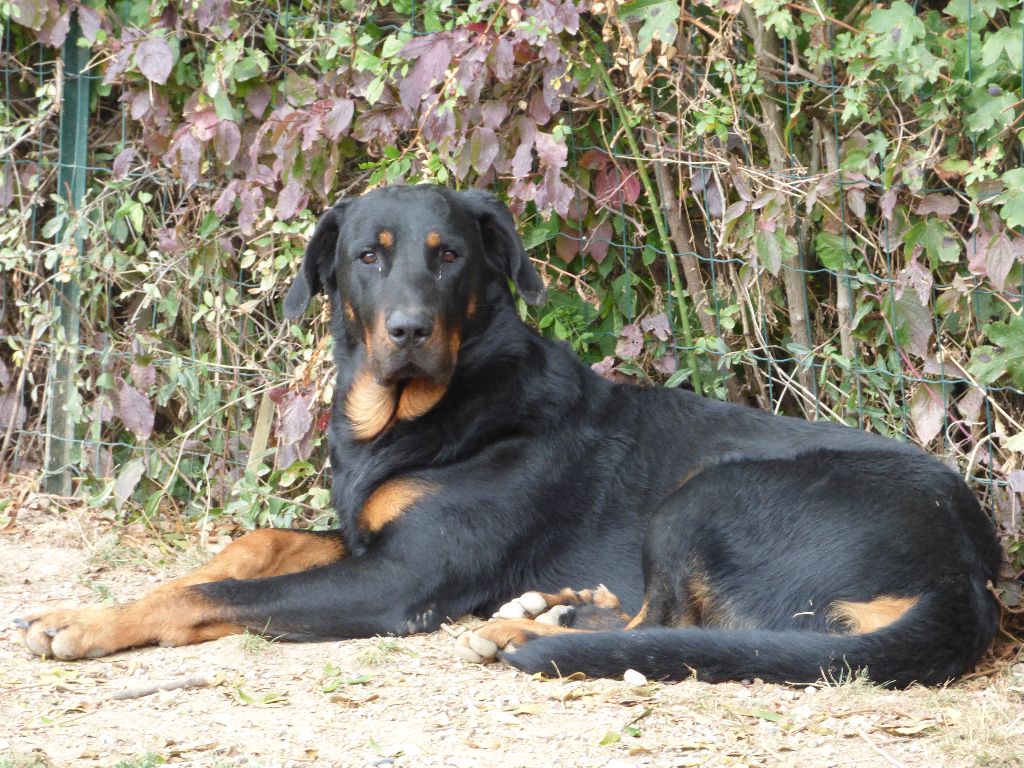 Du Grand Buech - BEAUCERON AU TROUPEAU LE GAILLARD DU GRAND BUECH 