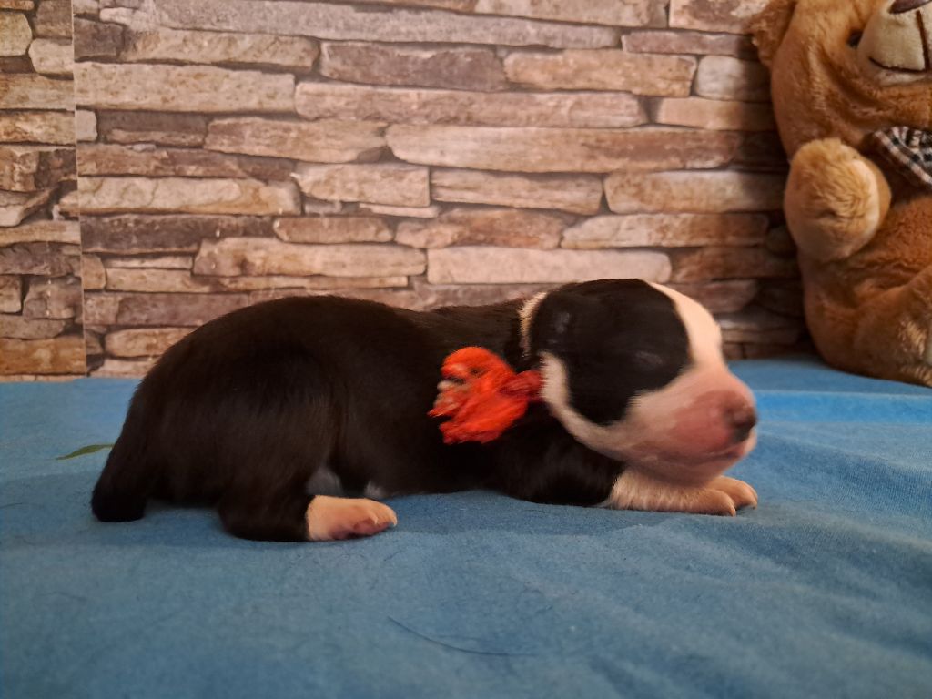 Du Grand Buech - Chiot disponible  - Border Collie