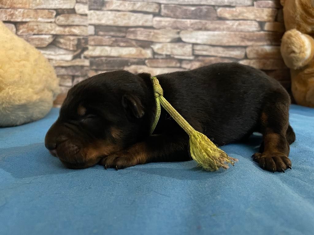 Du Grand Buech - Chiot disponible  - Berger de Beauce