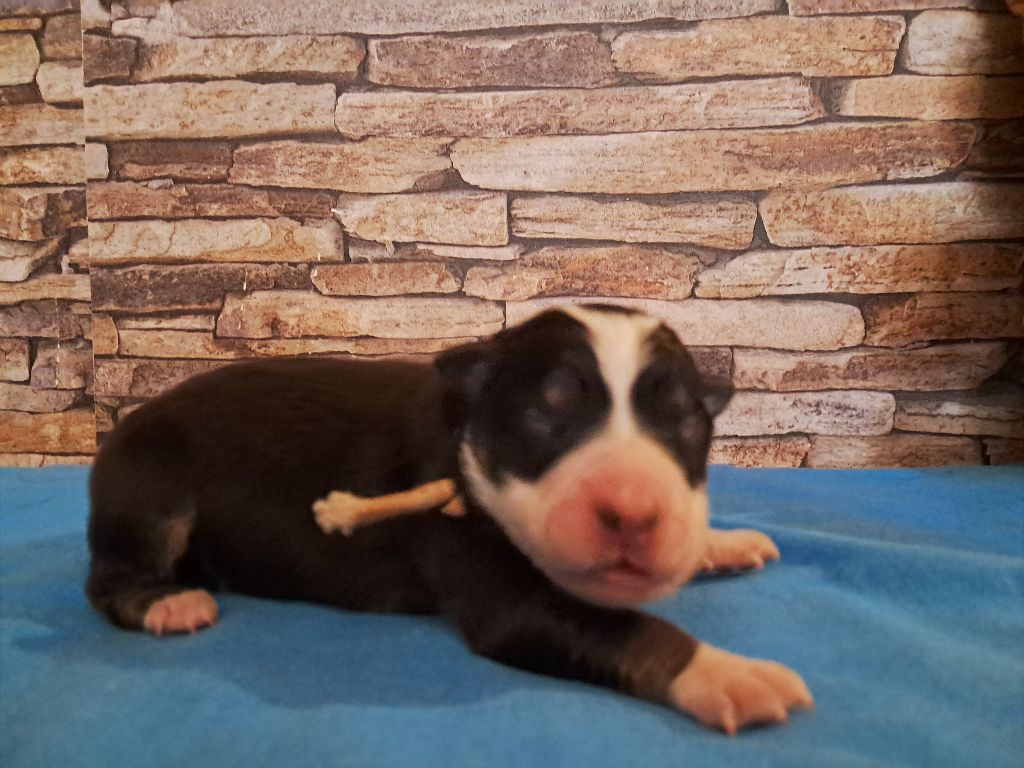 Du Grand Buech - Chiot disponible  - Border Collie