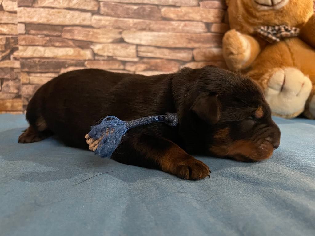 Du Grand Buech - Chiot disponible  - Berger de Beauce