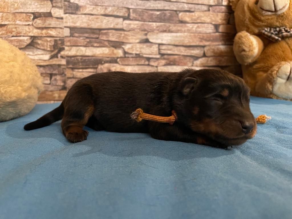 Du Grand Buech - Chiot disponible  - Berger de Beauce