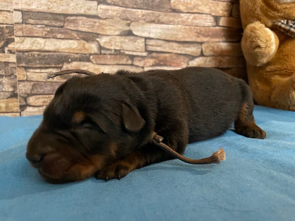 Du Grand Buech - Chiot disponible  - Berger de Beauce