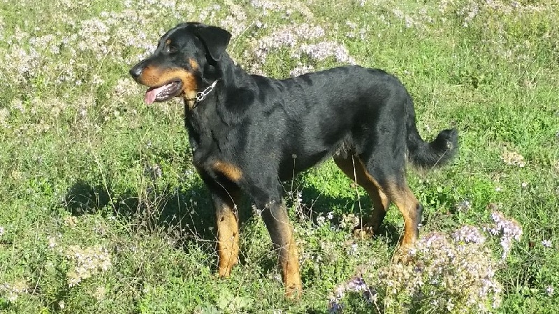 Janko Du Grand Buech