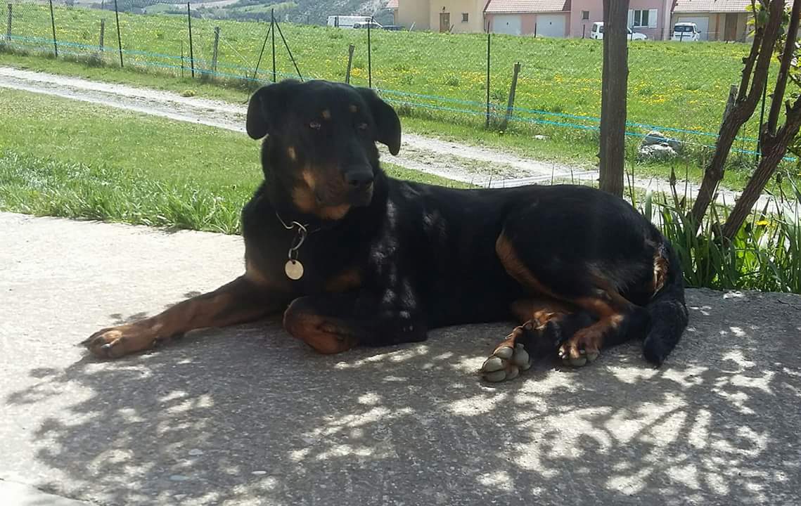 Laika Du Grand Buech