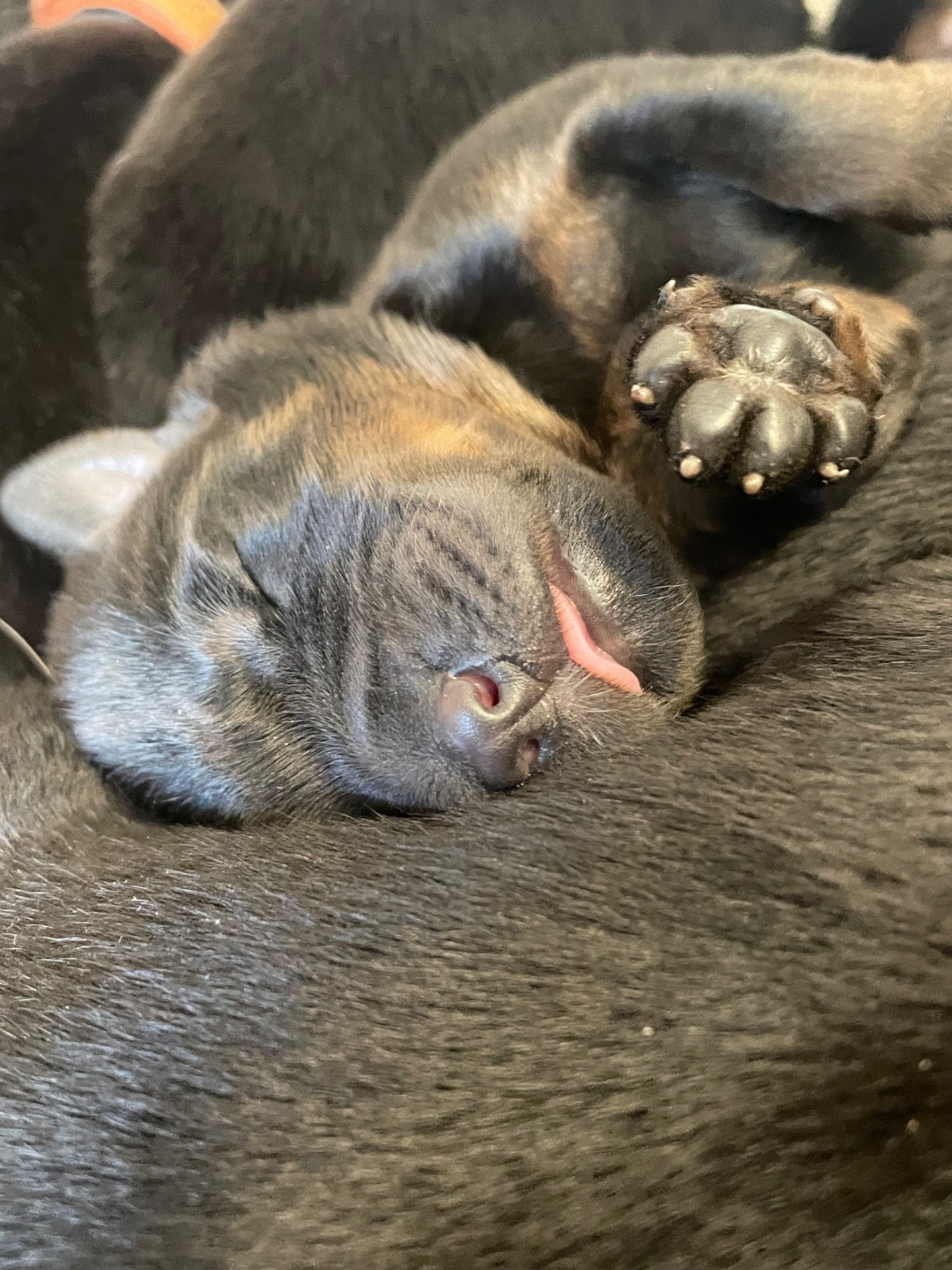 Du Grand Buech - Naissance le 8 décembre 2025