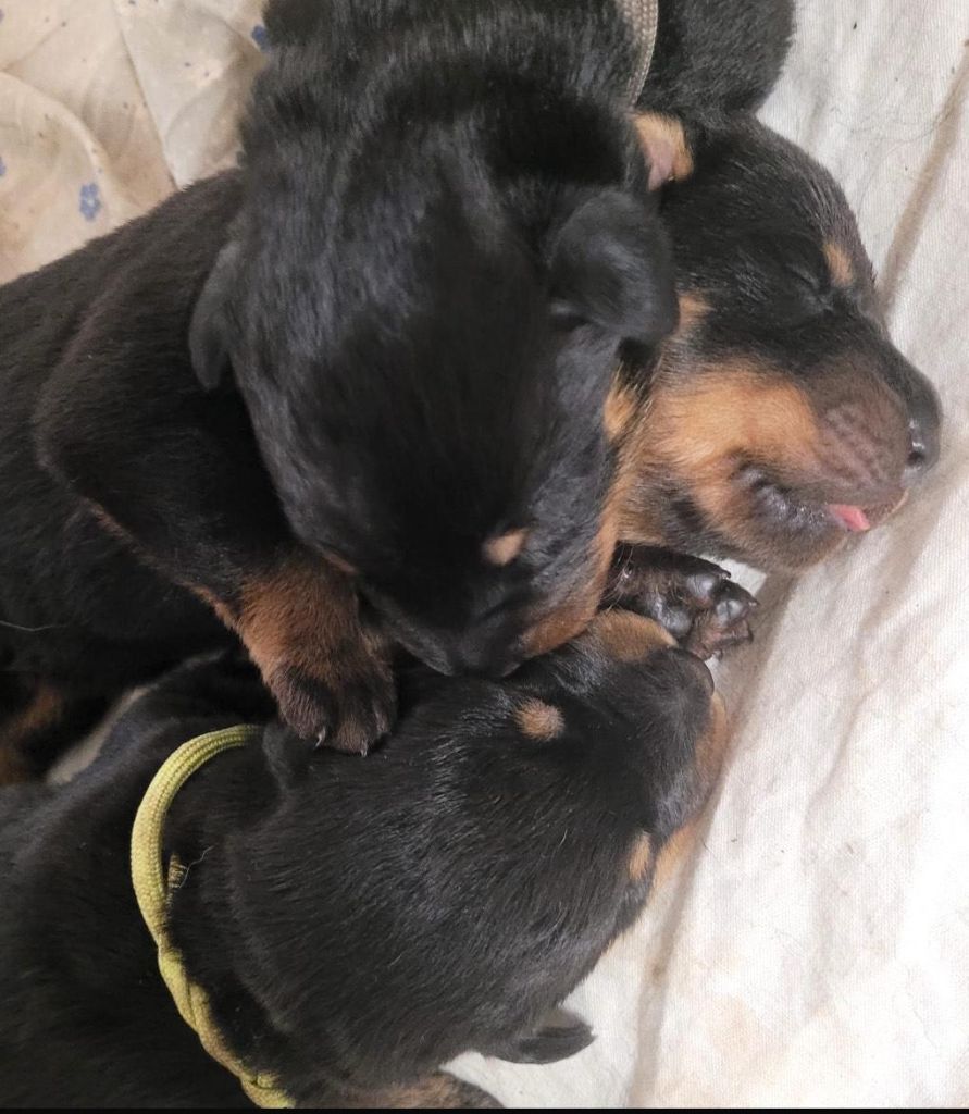 Du Grand Buech - Chiots disponibles - Berger de Beauce